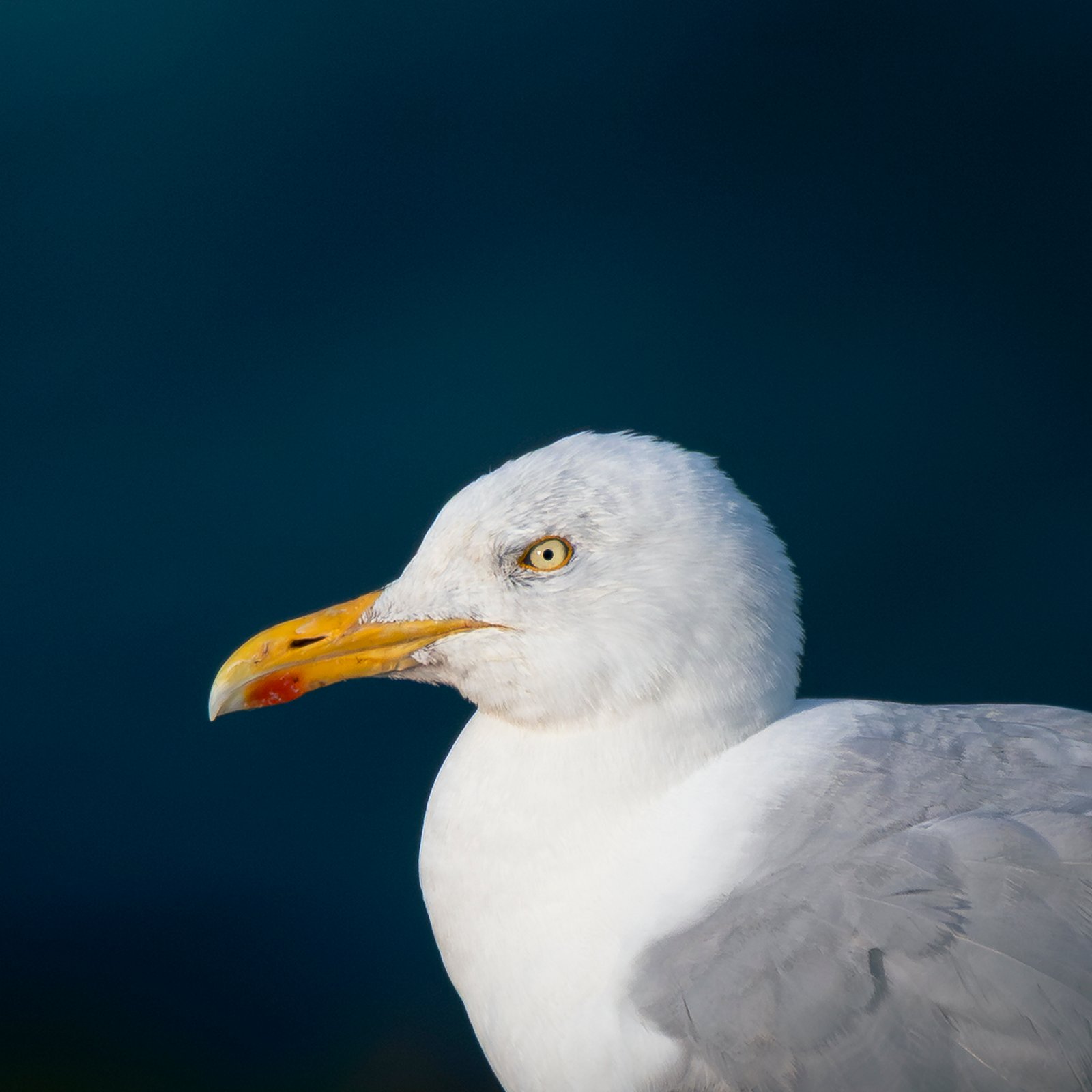 Portrait sur la Manche