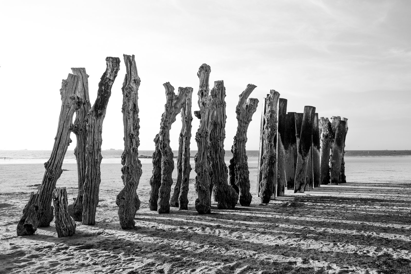 L'ombre d'une forêt