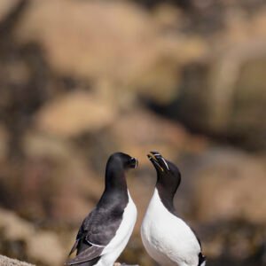 Prise de bec chez les pingouins