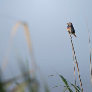 Le chant des roseaux
