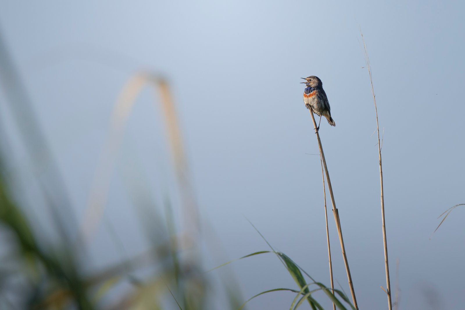 Le chant des roseaux