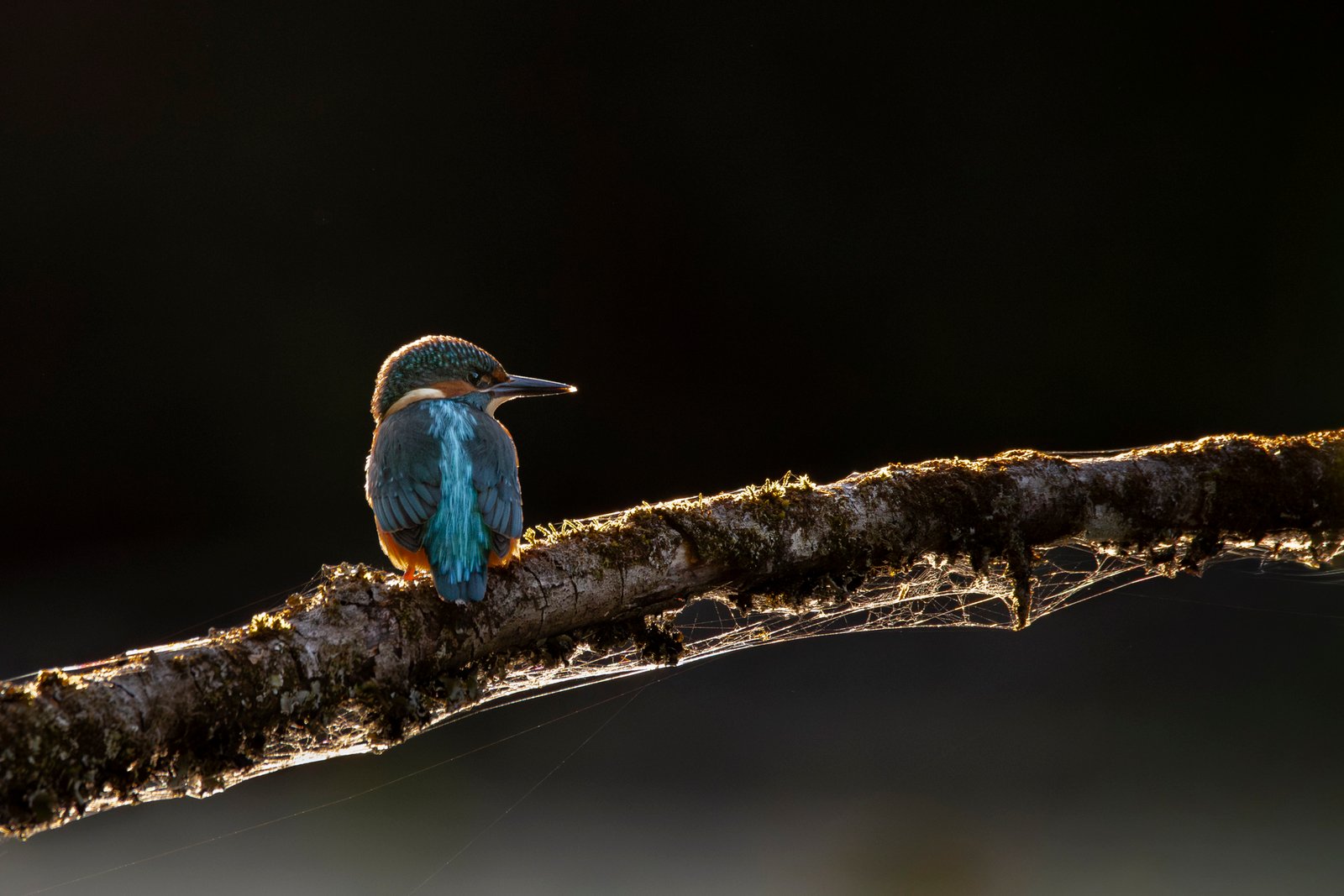 Dos bleu